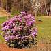 Thumbnail of Rhododendron in bloom
